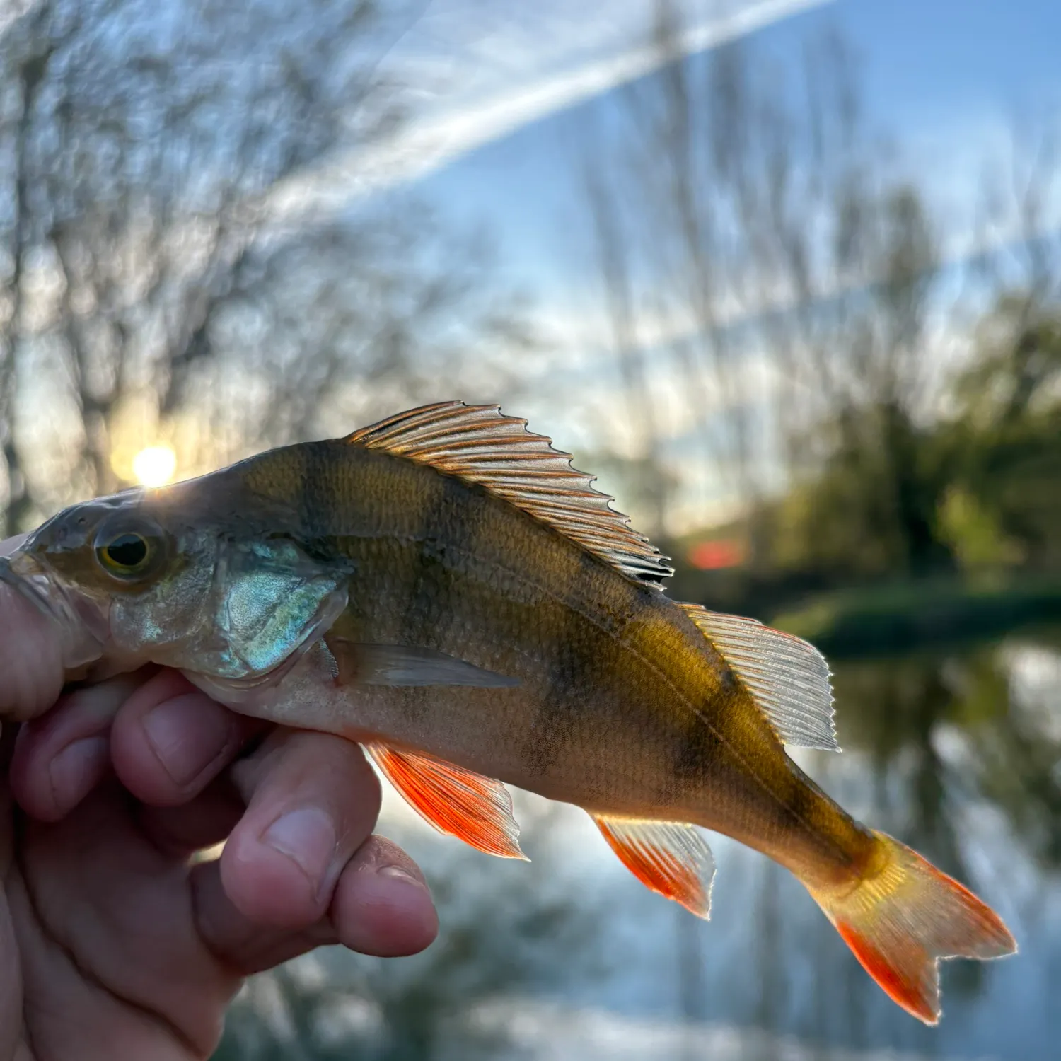 European perch caught on Fishbrain