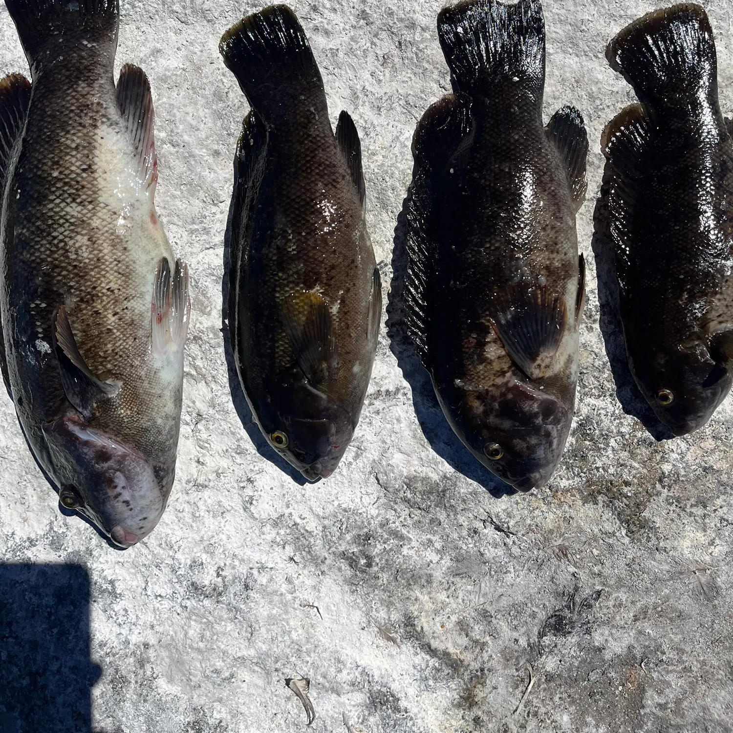 recently logged catches