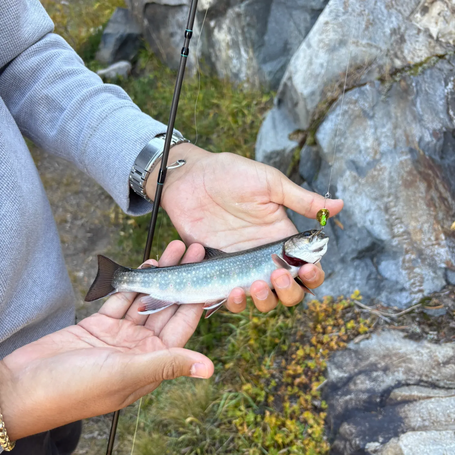 Brook trout caught on Fishbrain