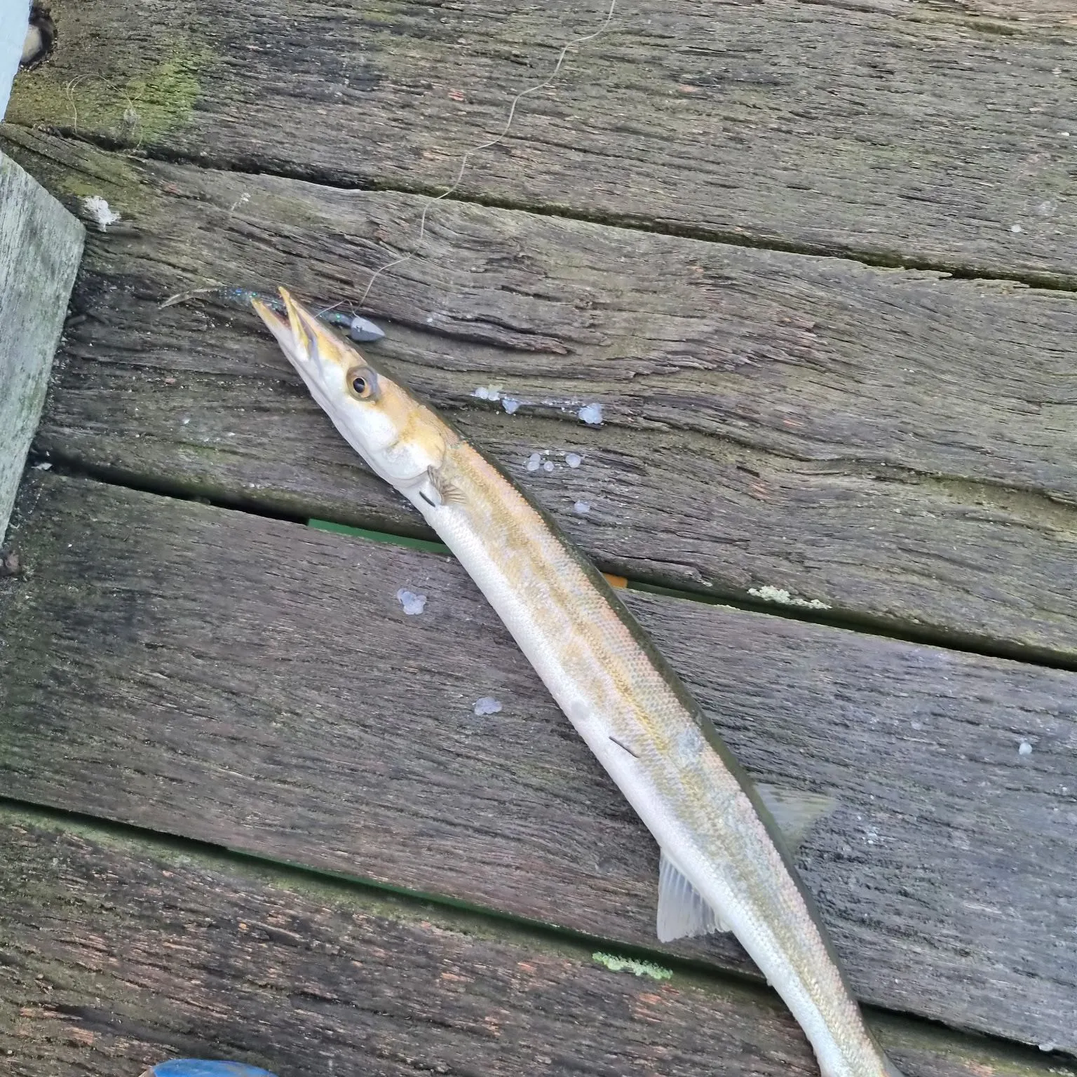 The most recent Australian barracuda catches on Fishbrain