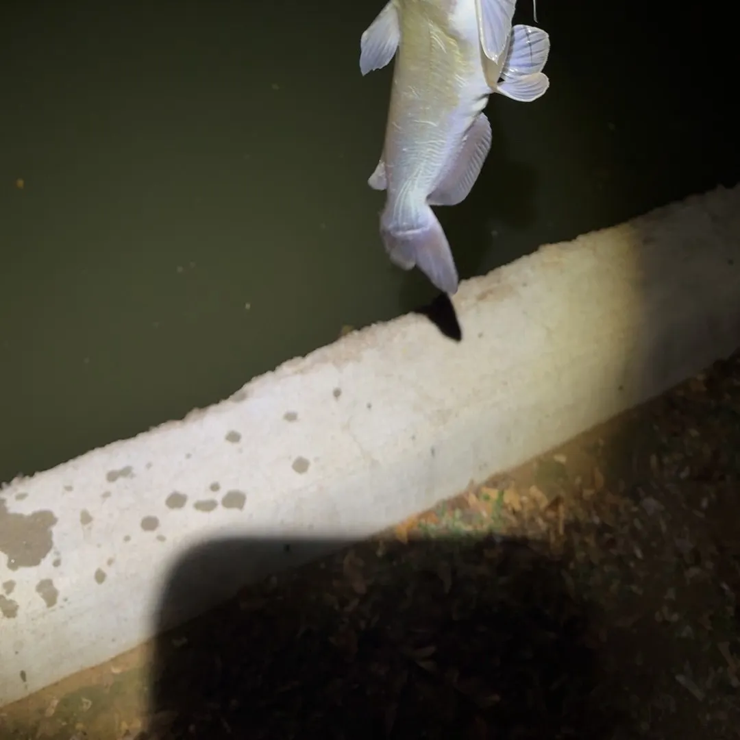 Channel catfish caught on Fishbrain