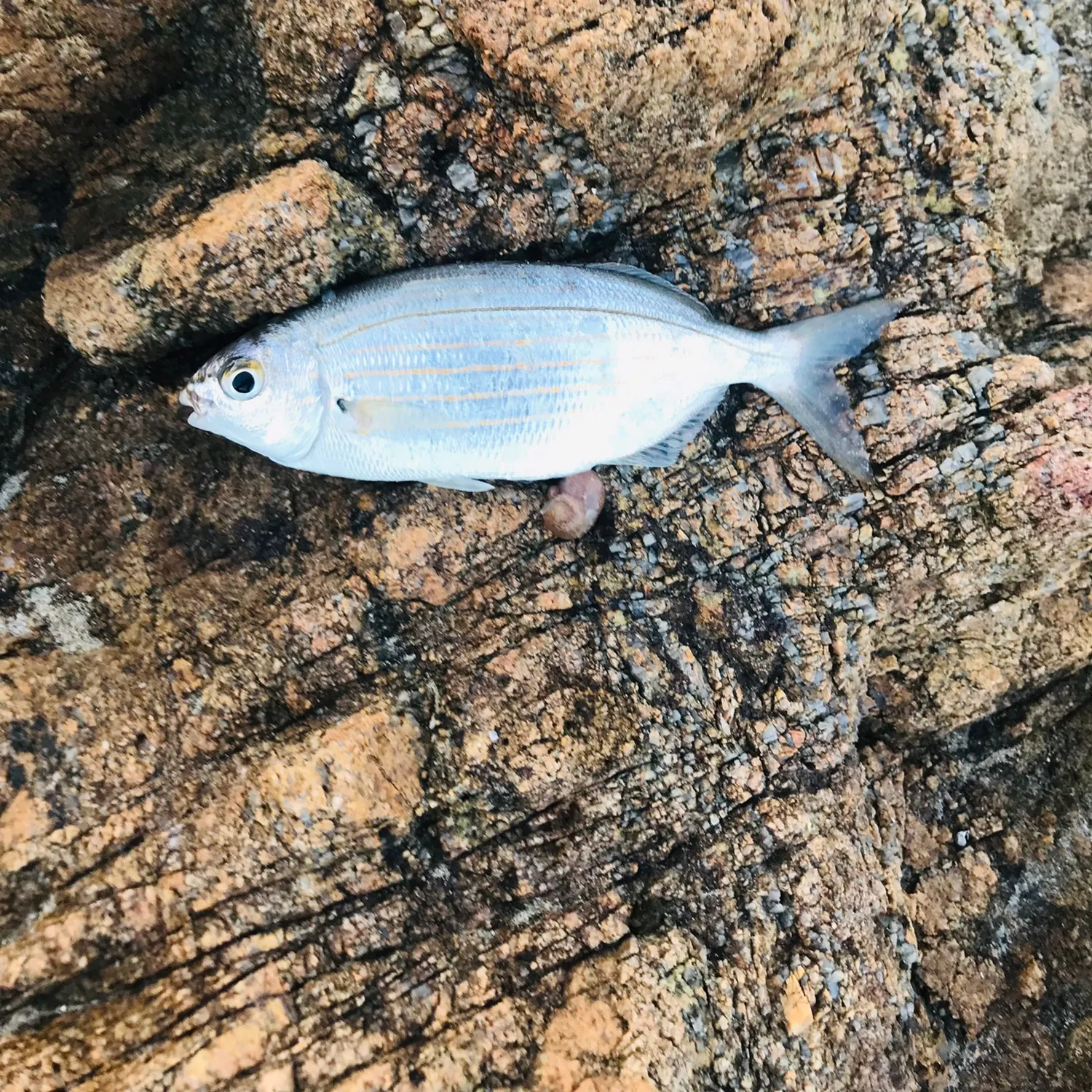 The most recent Karanteen seabream catches on Fishbrain