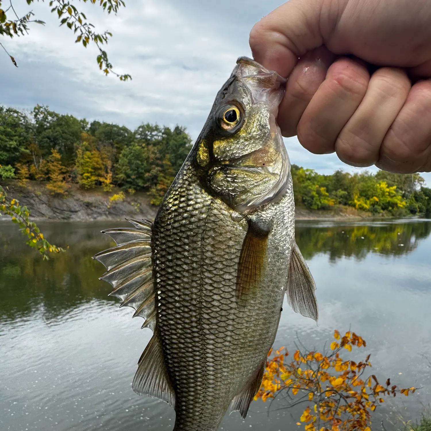 White perch caught on Fishbrain