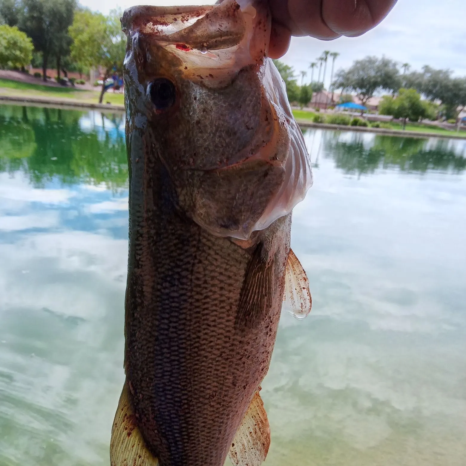 Largemouth bass caught on Fishbrain