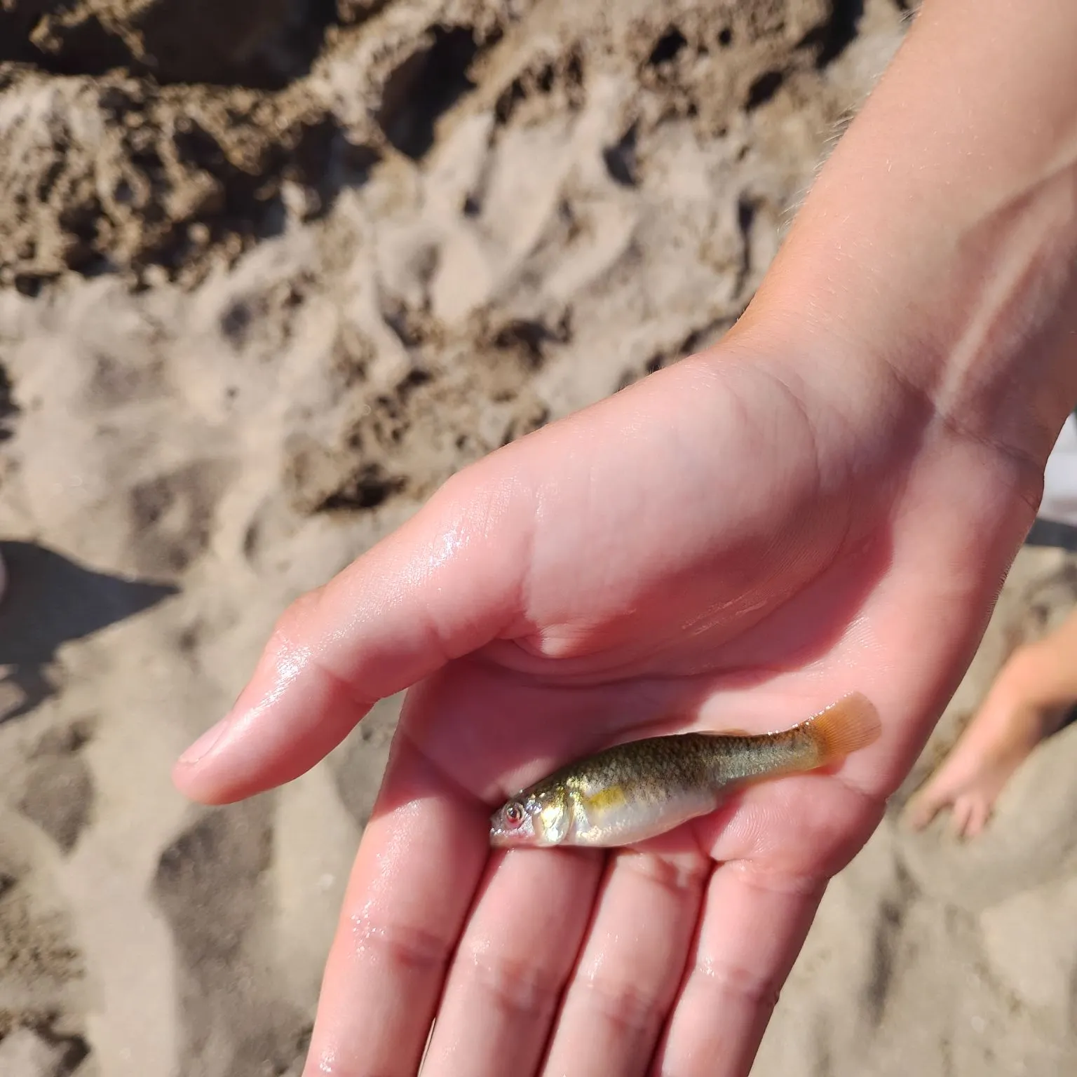 Mummichog caught on Fishbrain