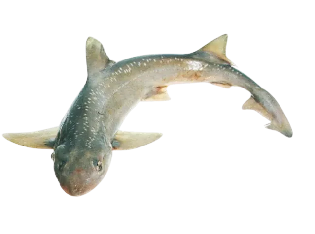 Spotted estuary smooth-hound