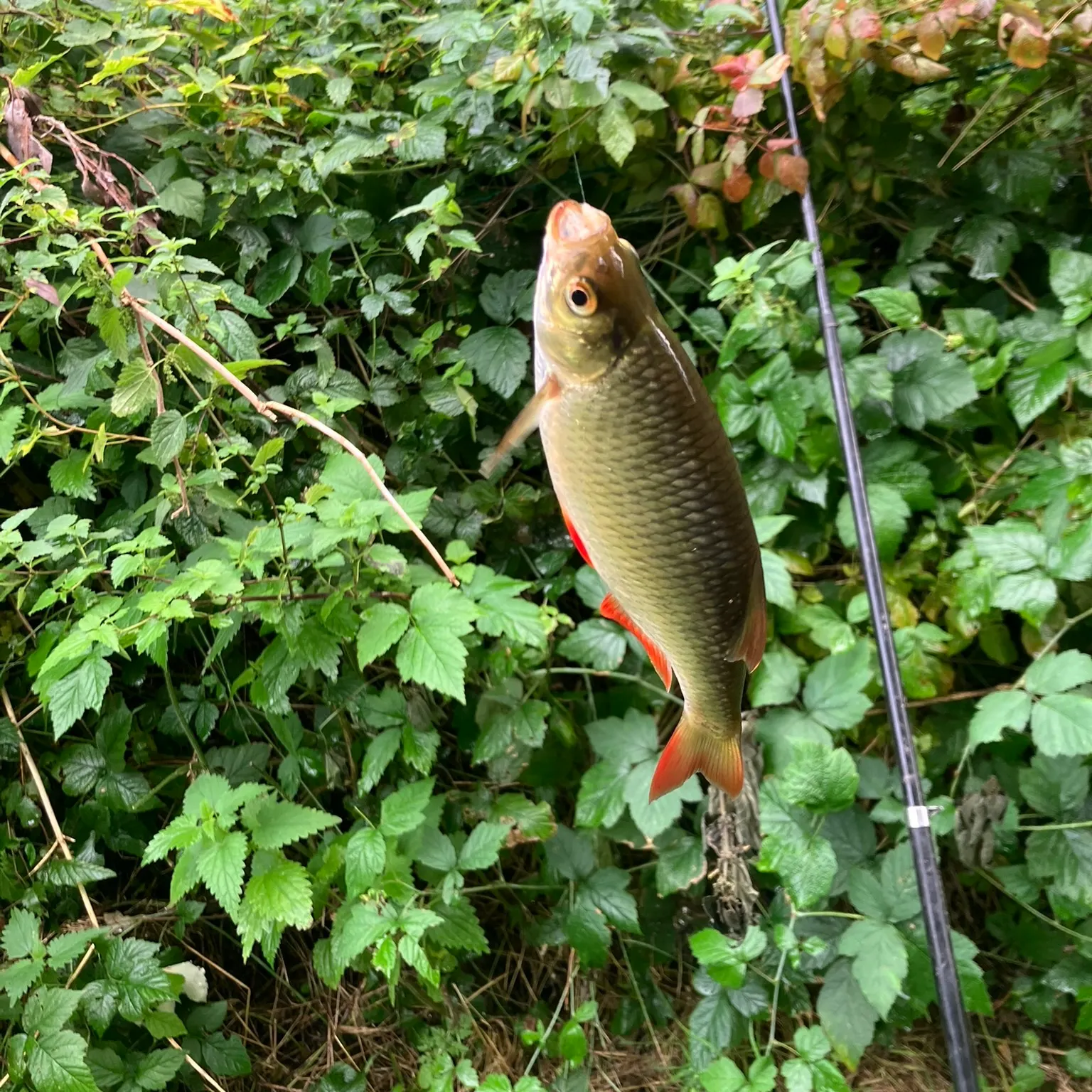 The most recent Common rudd catches on Fishbrain