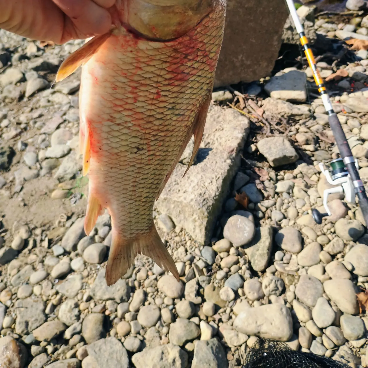 The most recent River carpsucker catches on Fishbrain