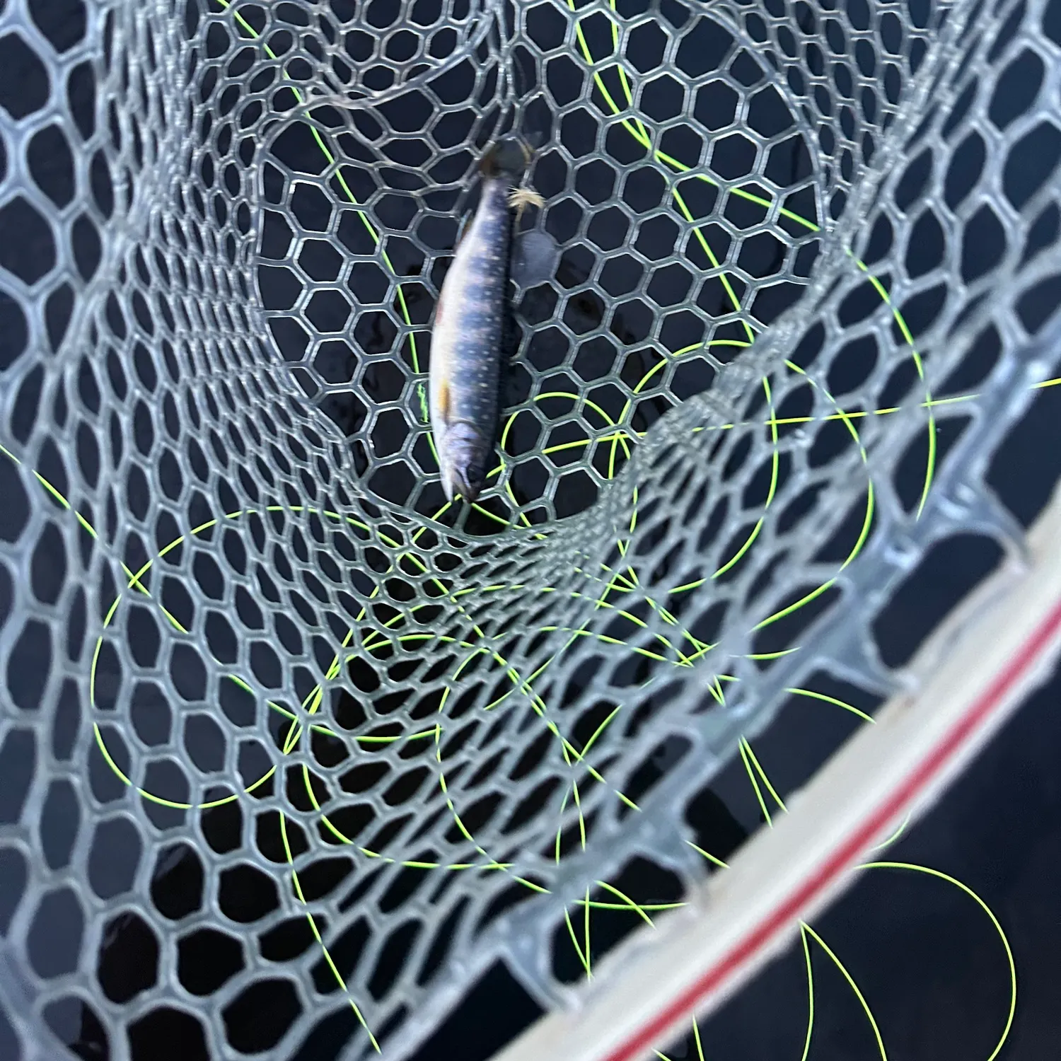 The most recent Atlantic herring catches on Fishbrain
