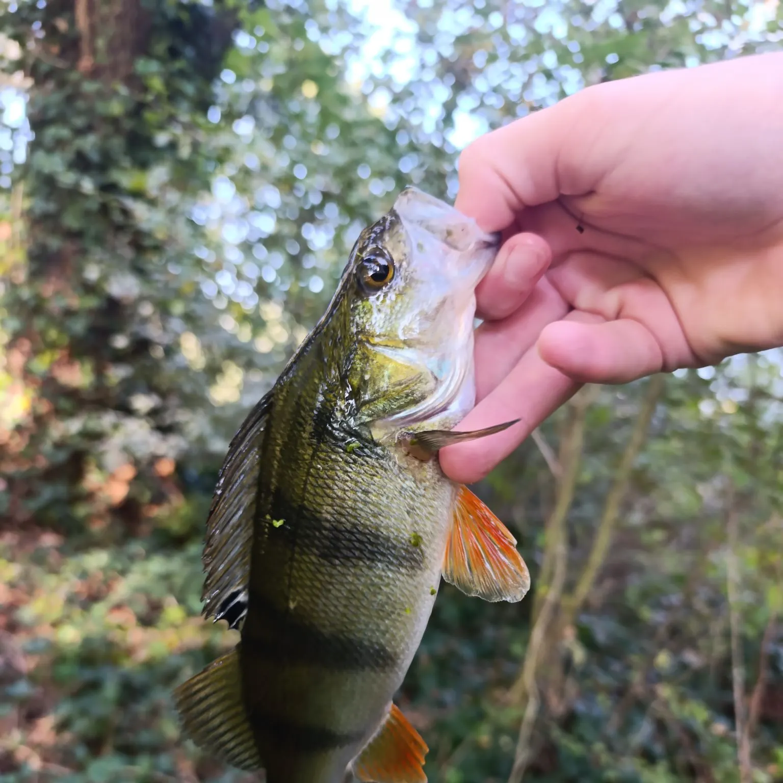 European perch caught on Fishbrain