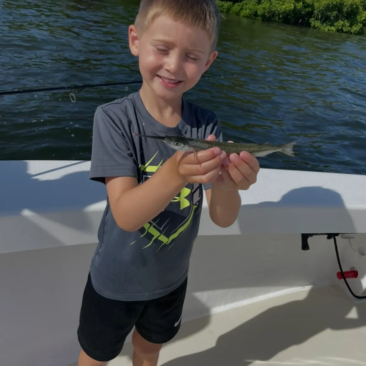 Ballyhoo halfbeak caught on Fishbrain