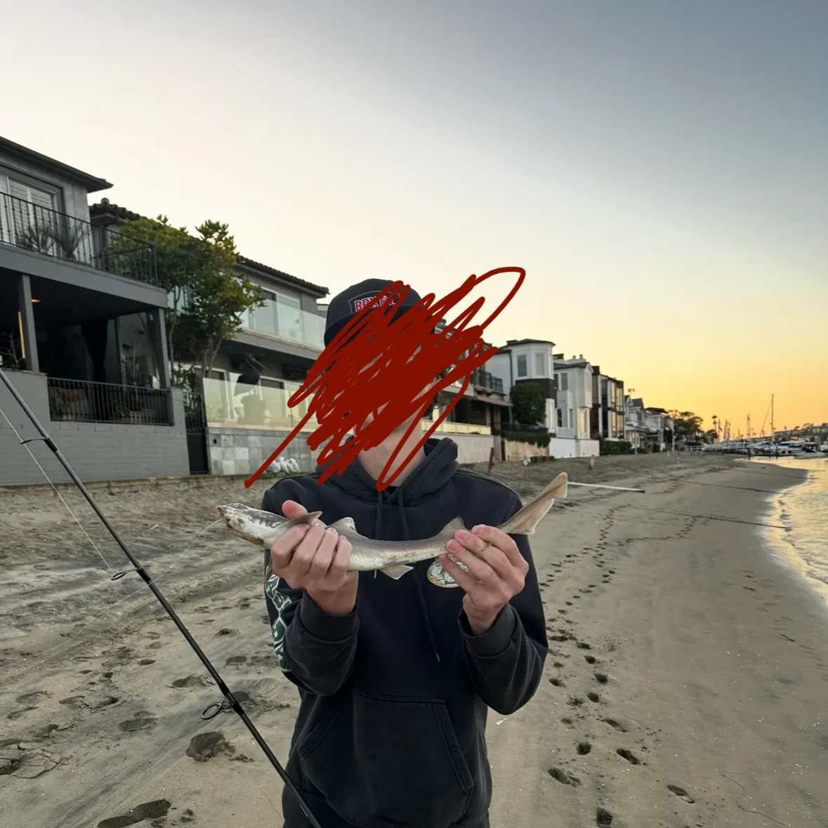 The most recent Grey smooth-hound catches on Fishbrain