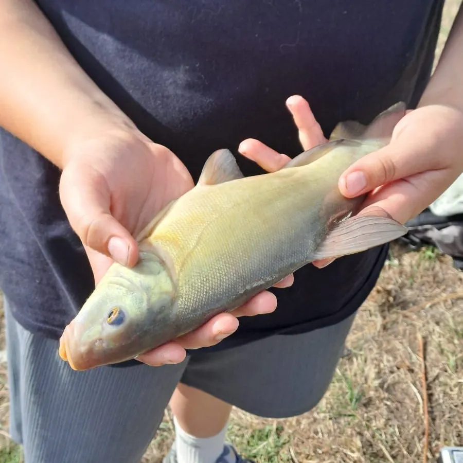 Tench caught on Fishbrain