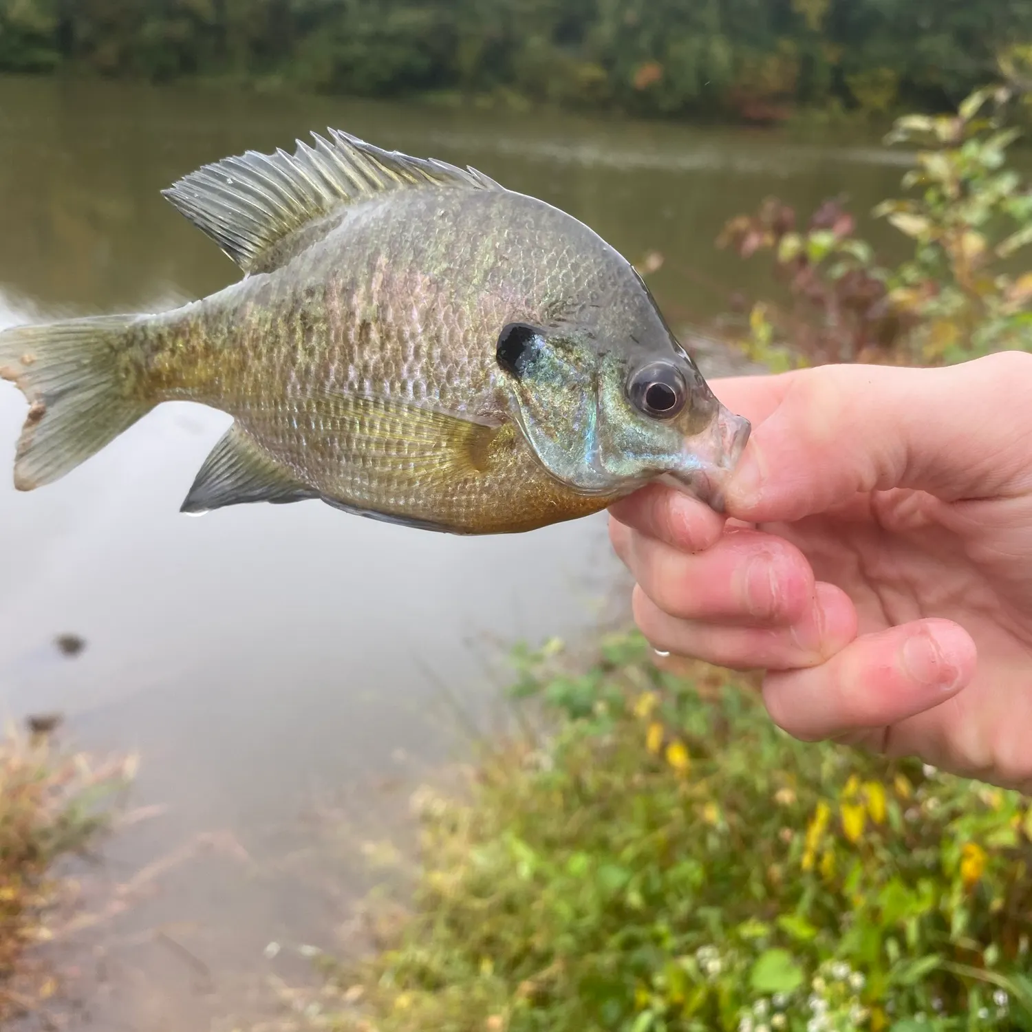 Bluegill caught on Fishbrain