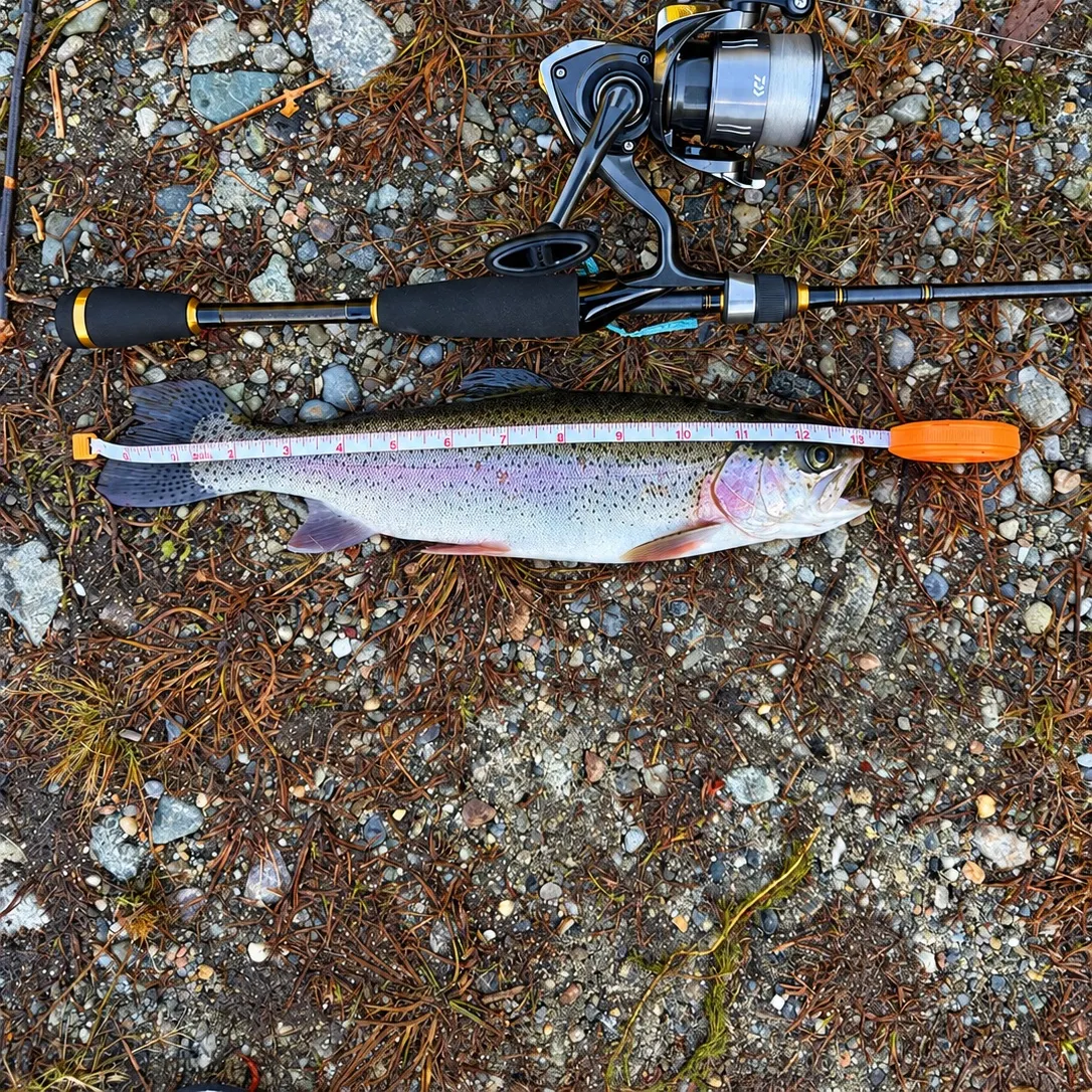 Rainbow trout caught on Fishbrain