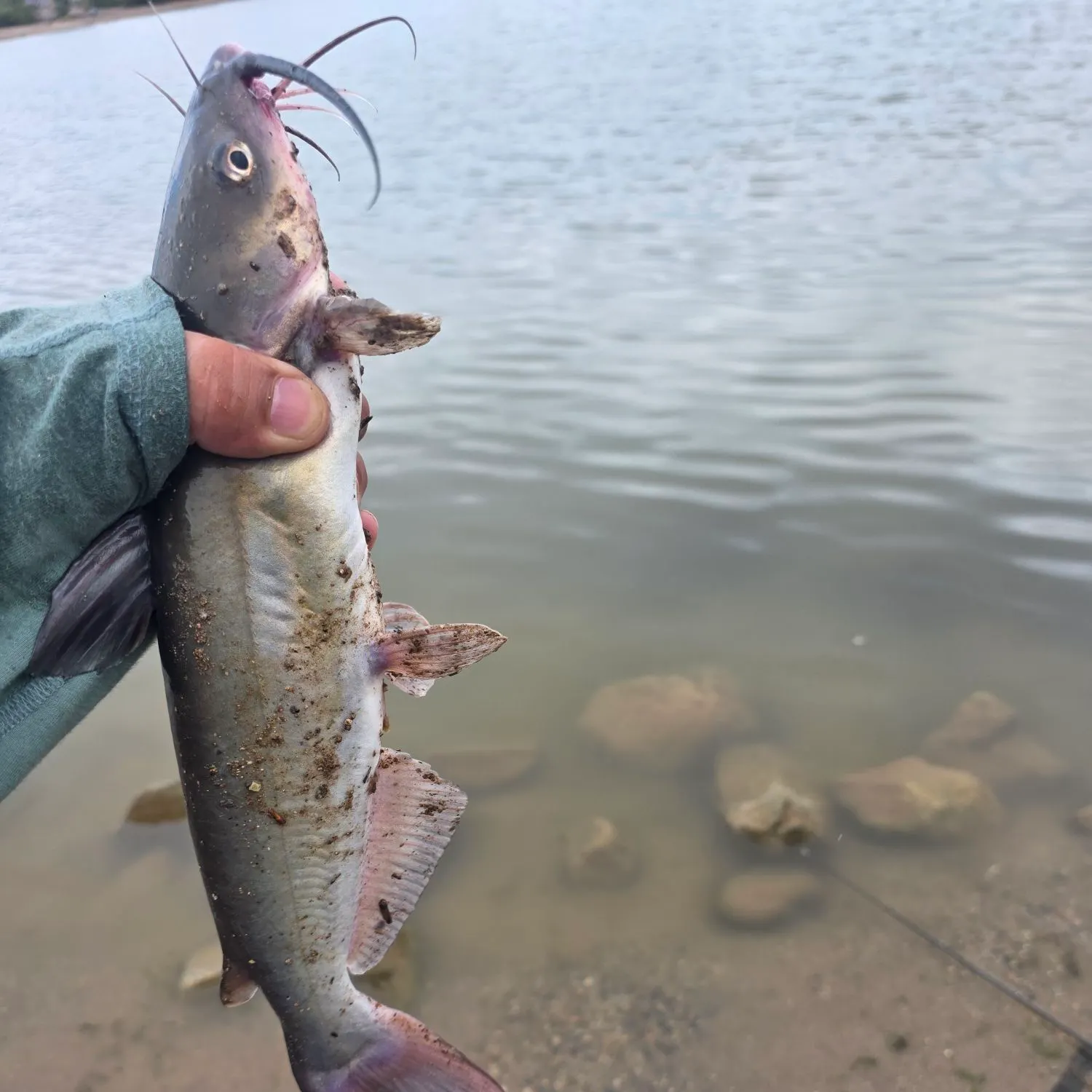 Channel catfish caught on Fishbrain