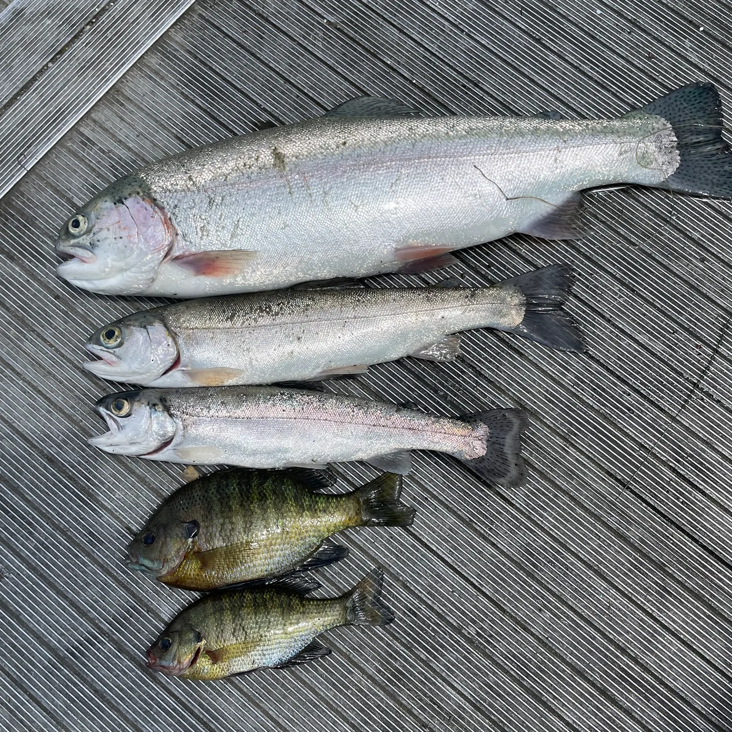 recently logged catches