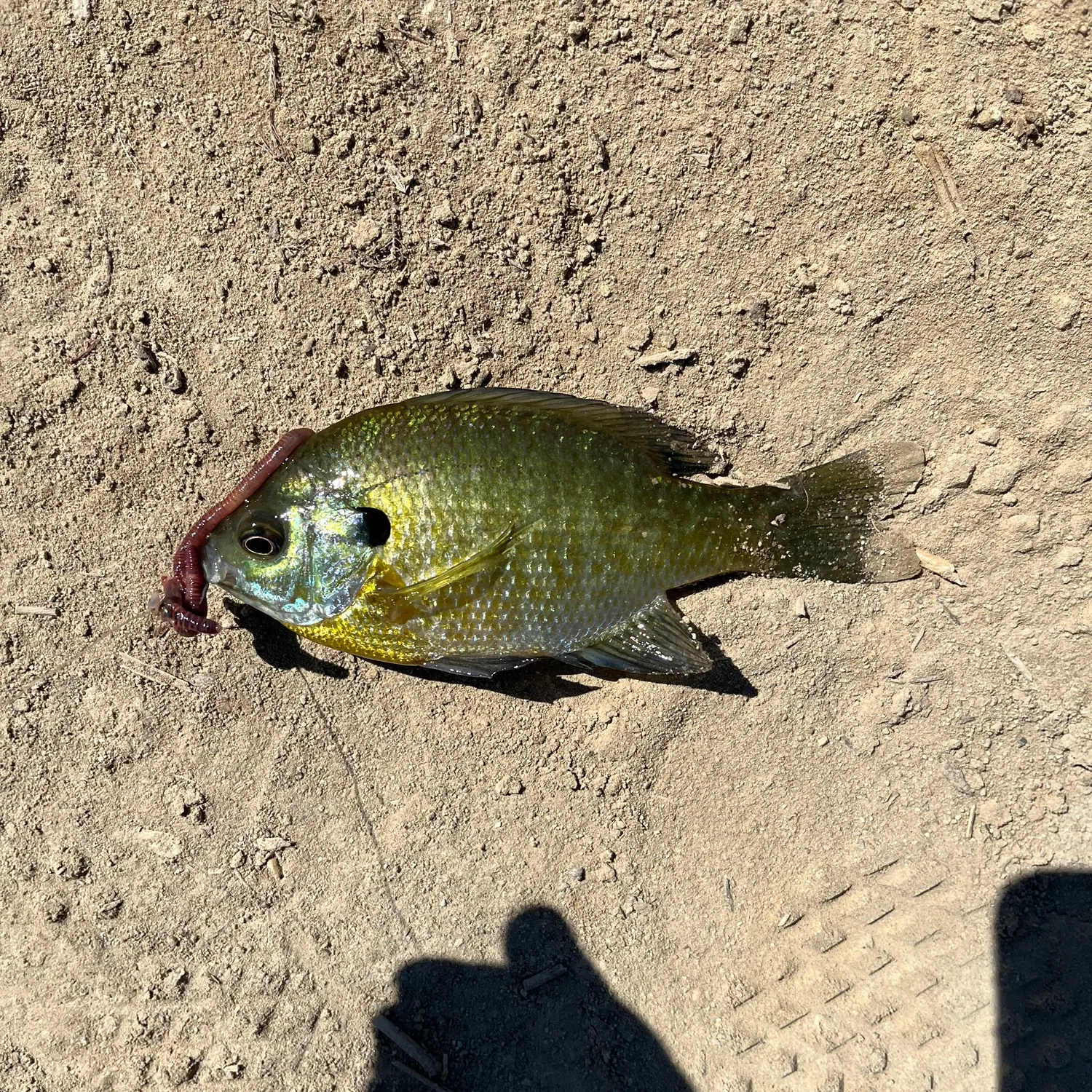 Bluegill caught on Fishbrain