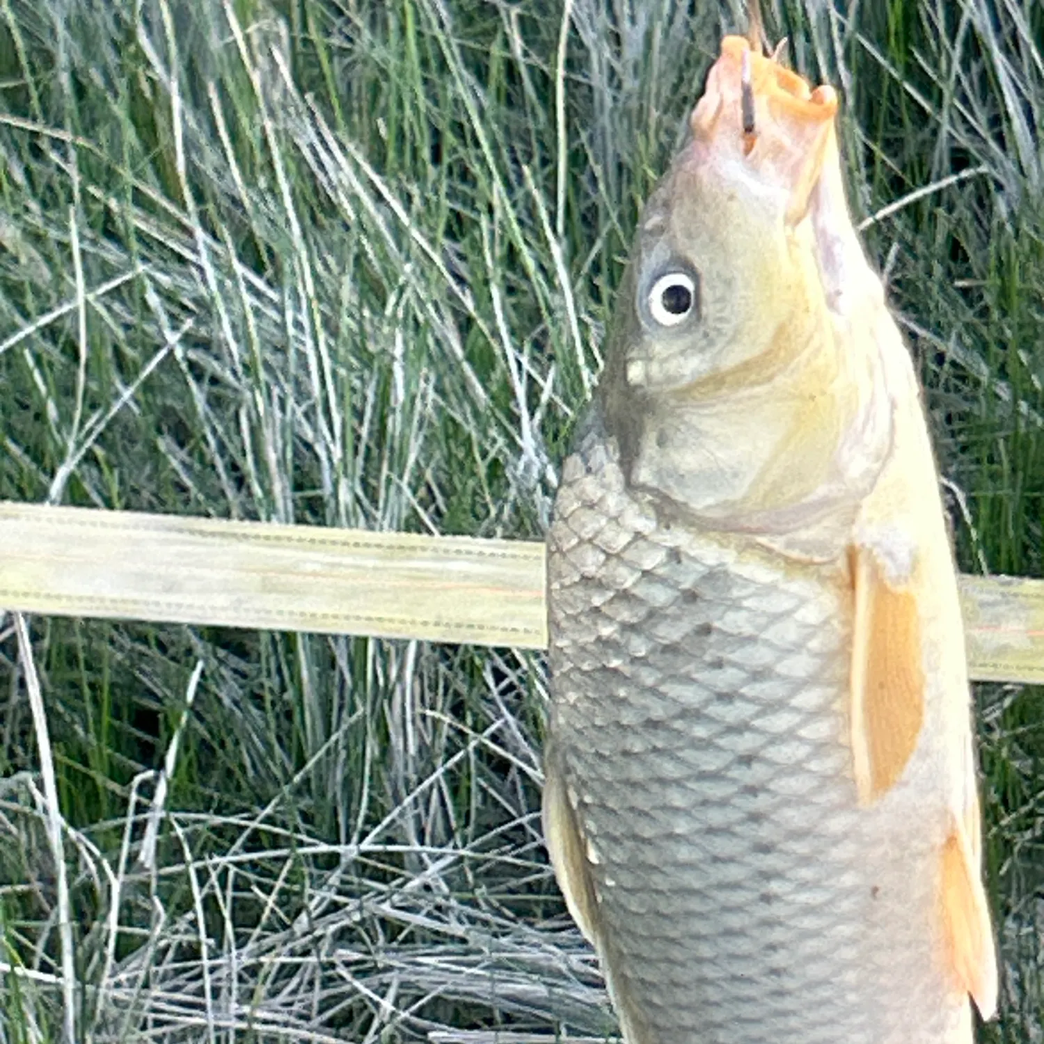 Common carp caught on Fishbrain