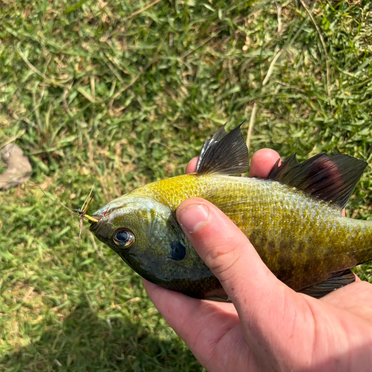 Bluegill caught on Fishbrain