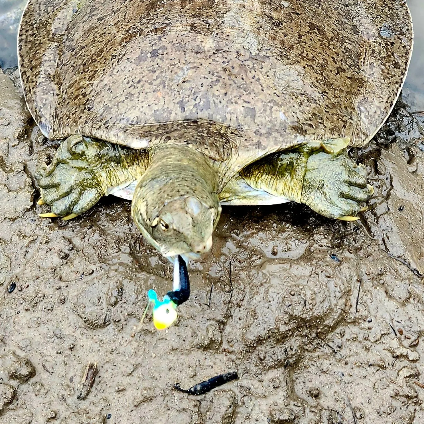 The most recent Australian swamp eel catches on Fishbrain