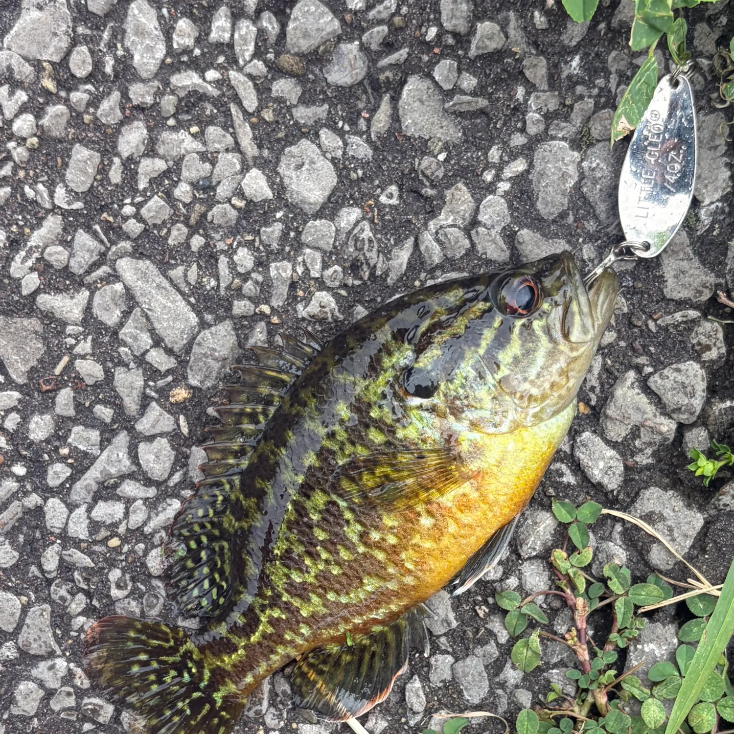 recently logged catches