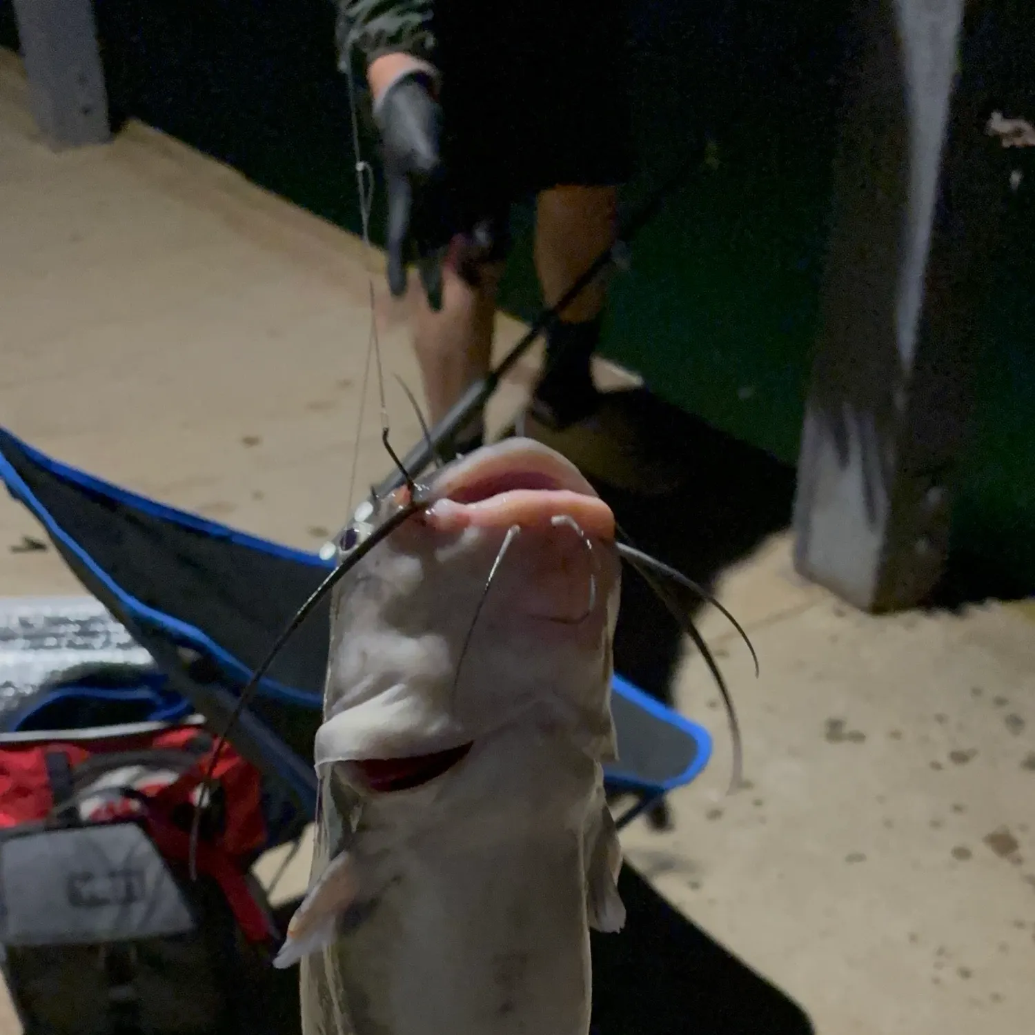 Channel catfish caught on Fishbrain