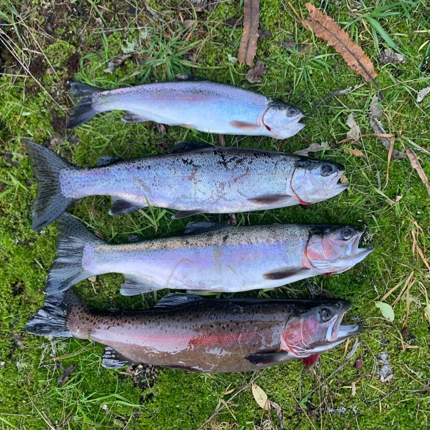 recently logged catches