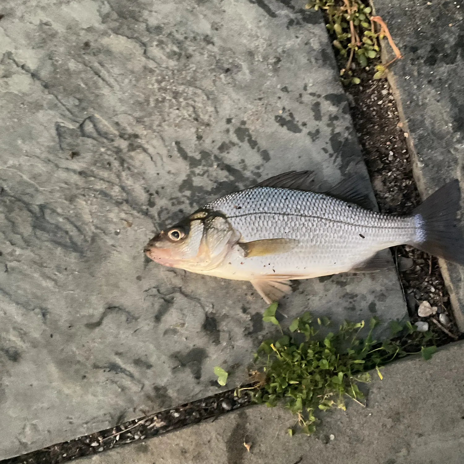 White perch caught on Fishbrain