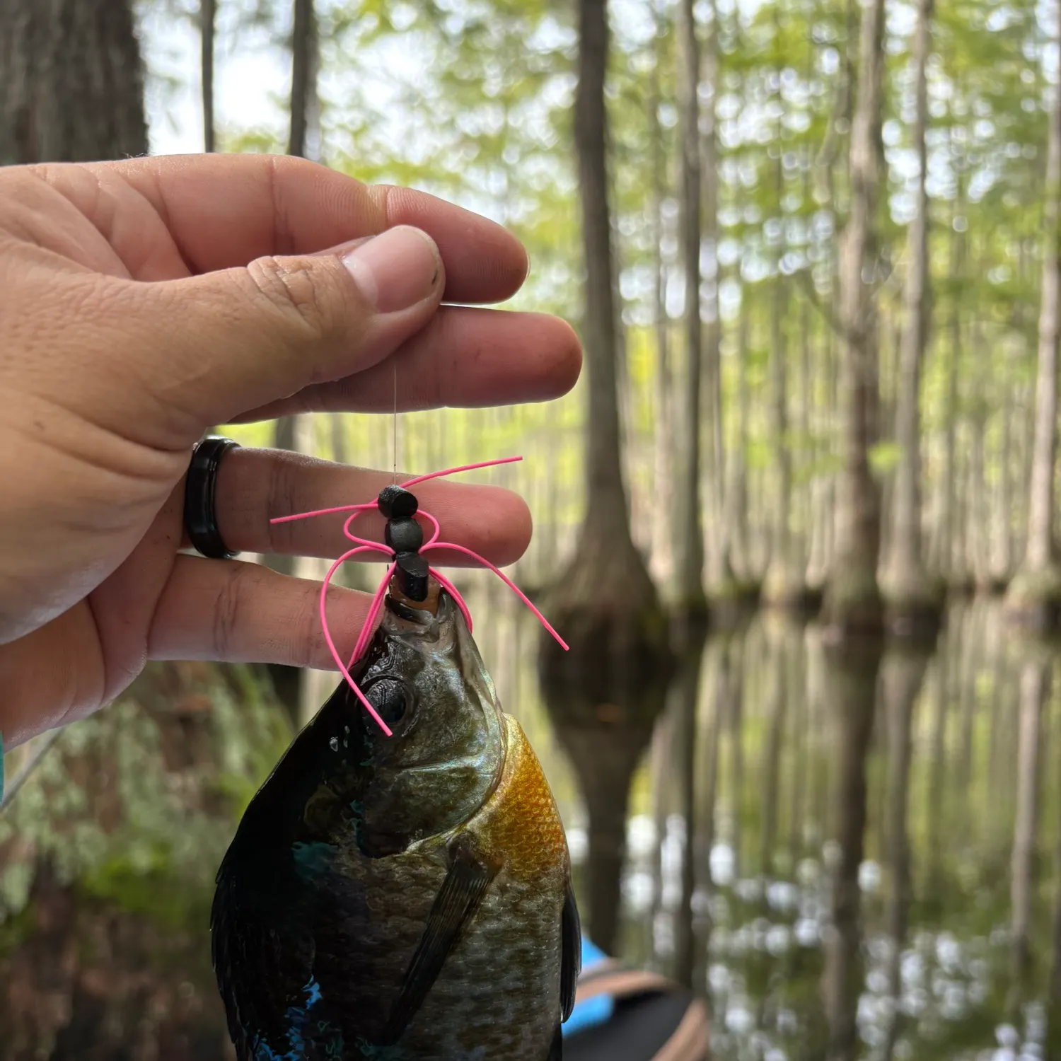 Bluegill caught on Fishbrain