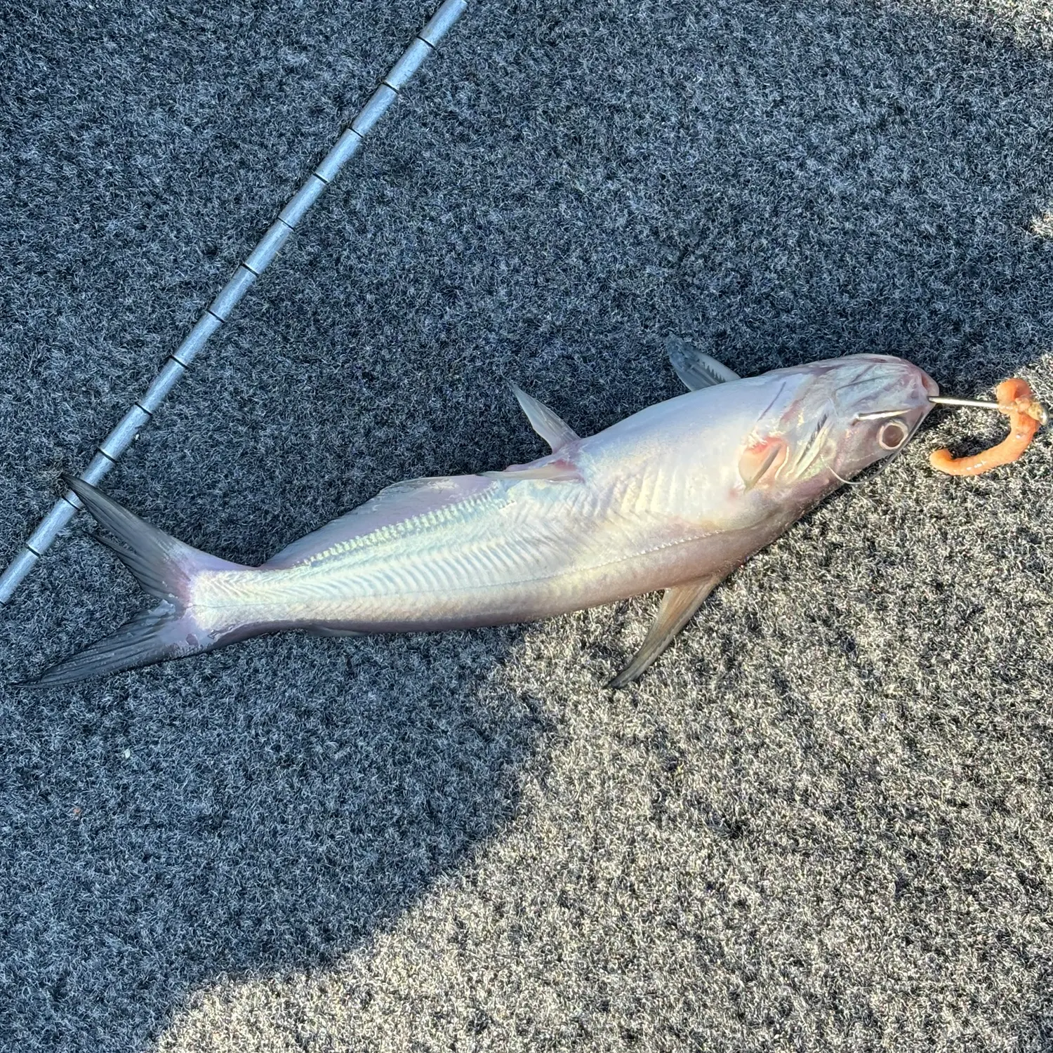 Blue catfish caught on Fishbrain