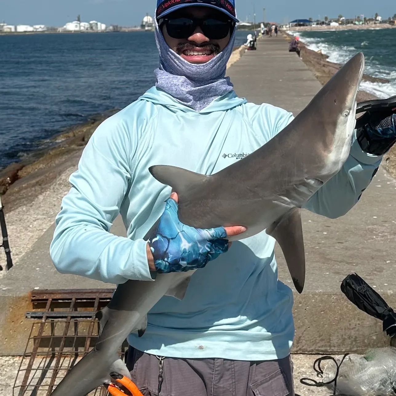 Spinner shark caught on Fishbrain