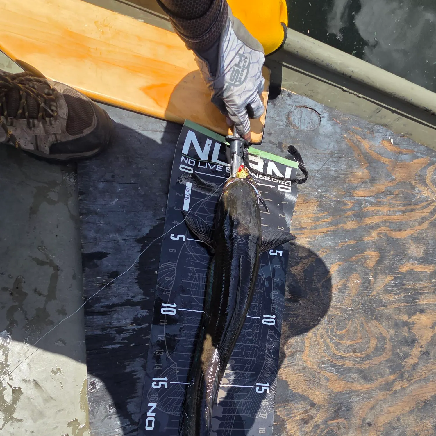 Bullseye snakehead caught on Fishbrain