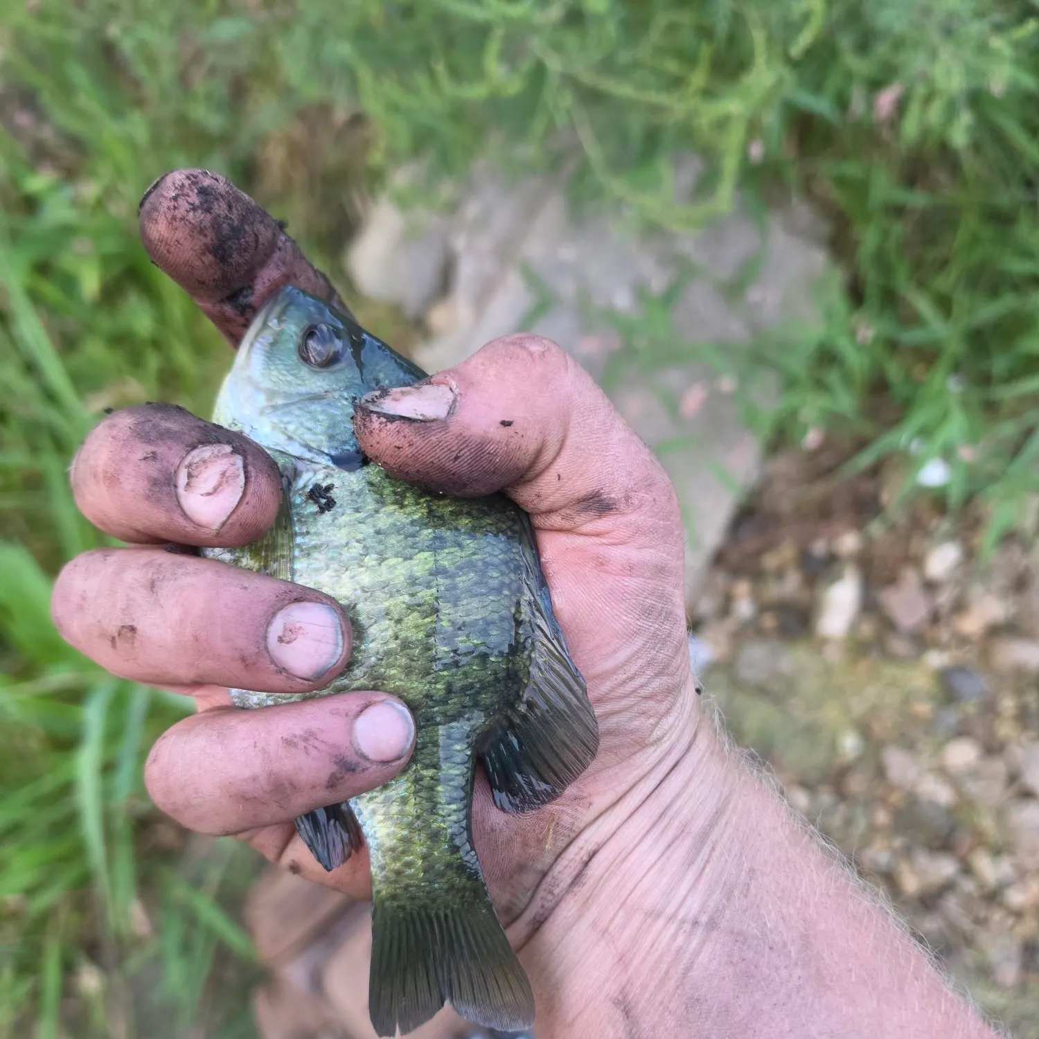Bluegill caught on Fishbrain