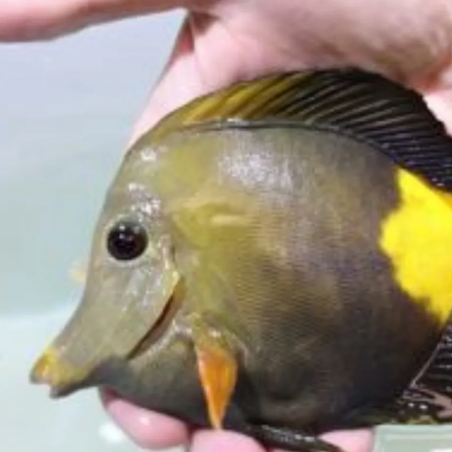 The most recent Atlantic porkfish catches on Fishbrain