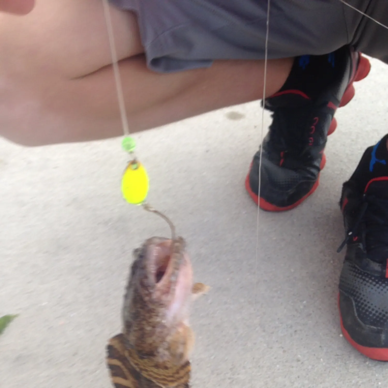 recently logged catches