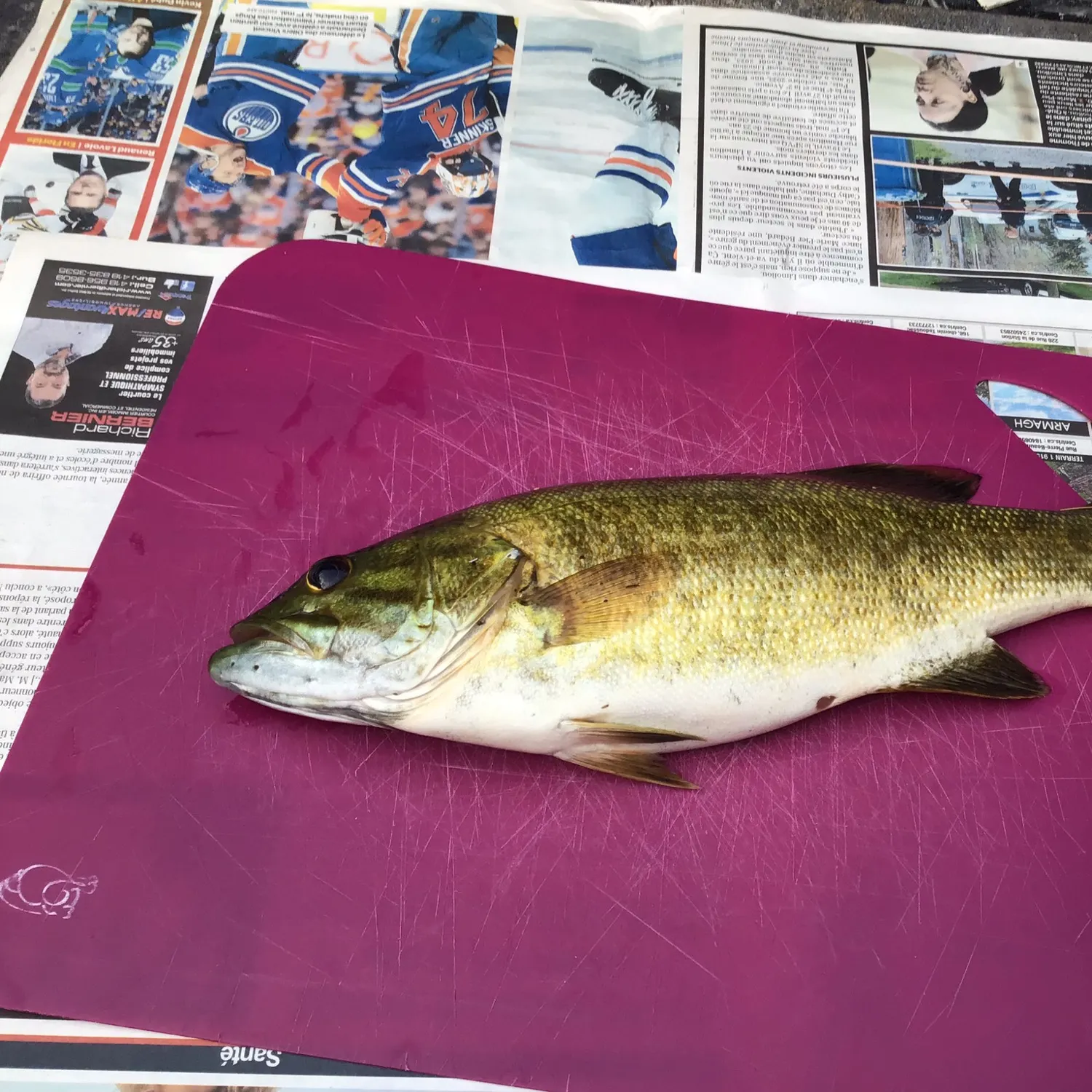 recently logged catches