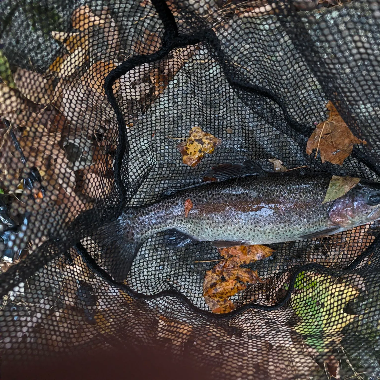 Rainbow trout caught on Fishbrain