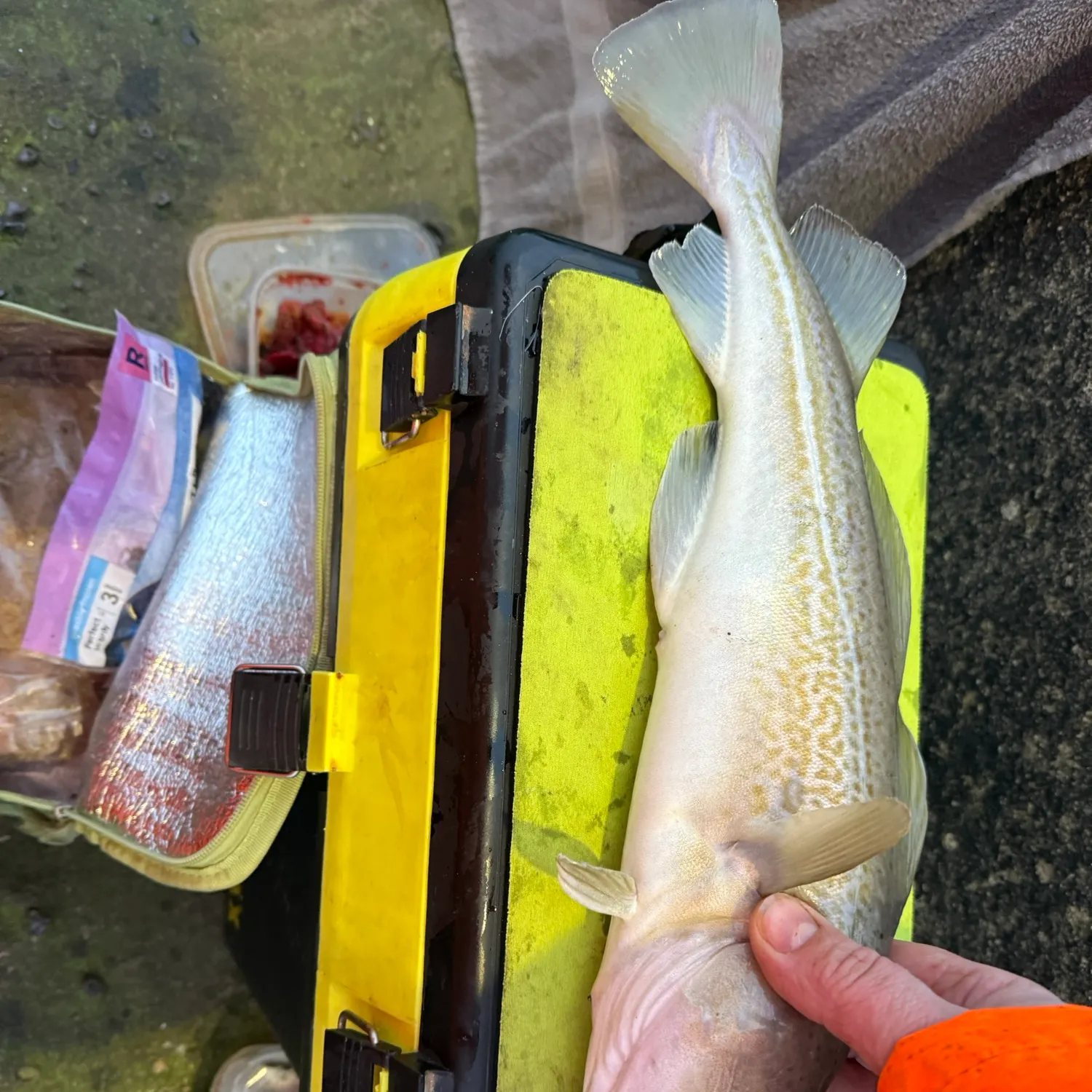 The most recent Atlantic cod catches on Fishbrain