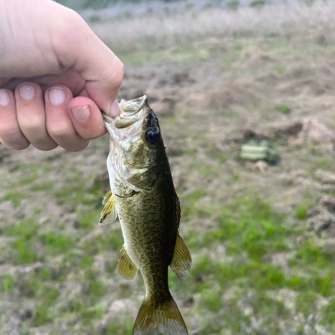 The most recent Florida bass catches on Fishbrain