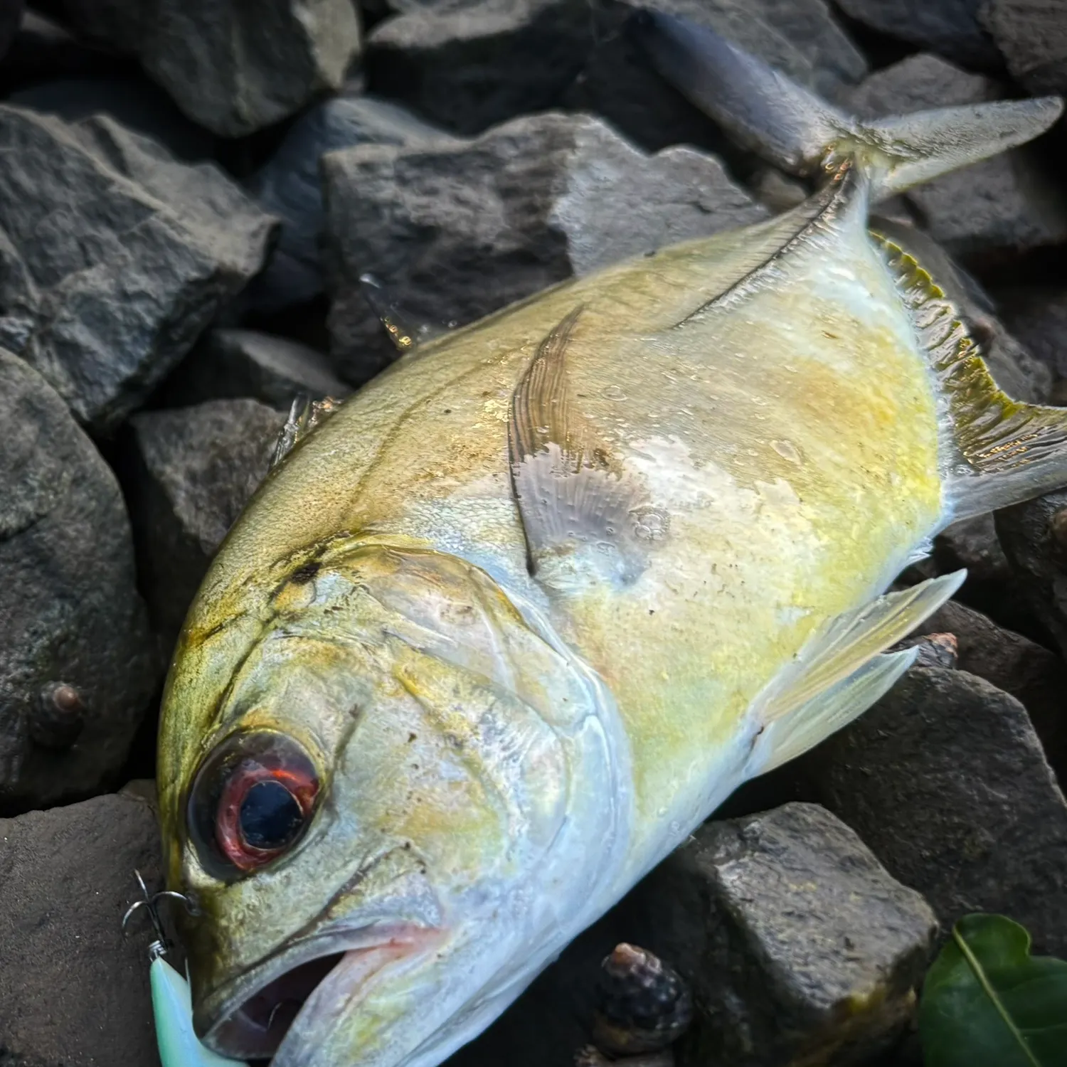 The most recent Bigeye trevally catches on Fishbrain