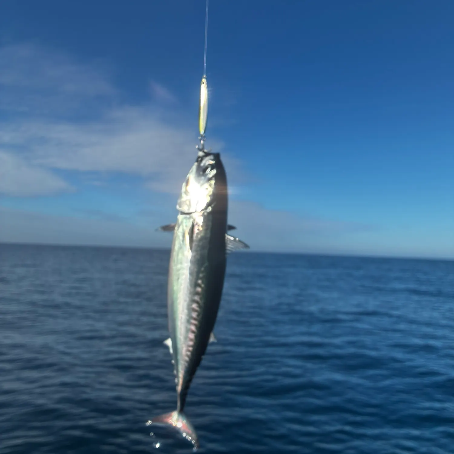 Bullet tuna caught on Fishbrain