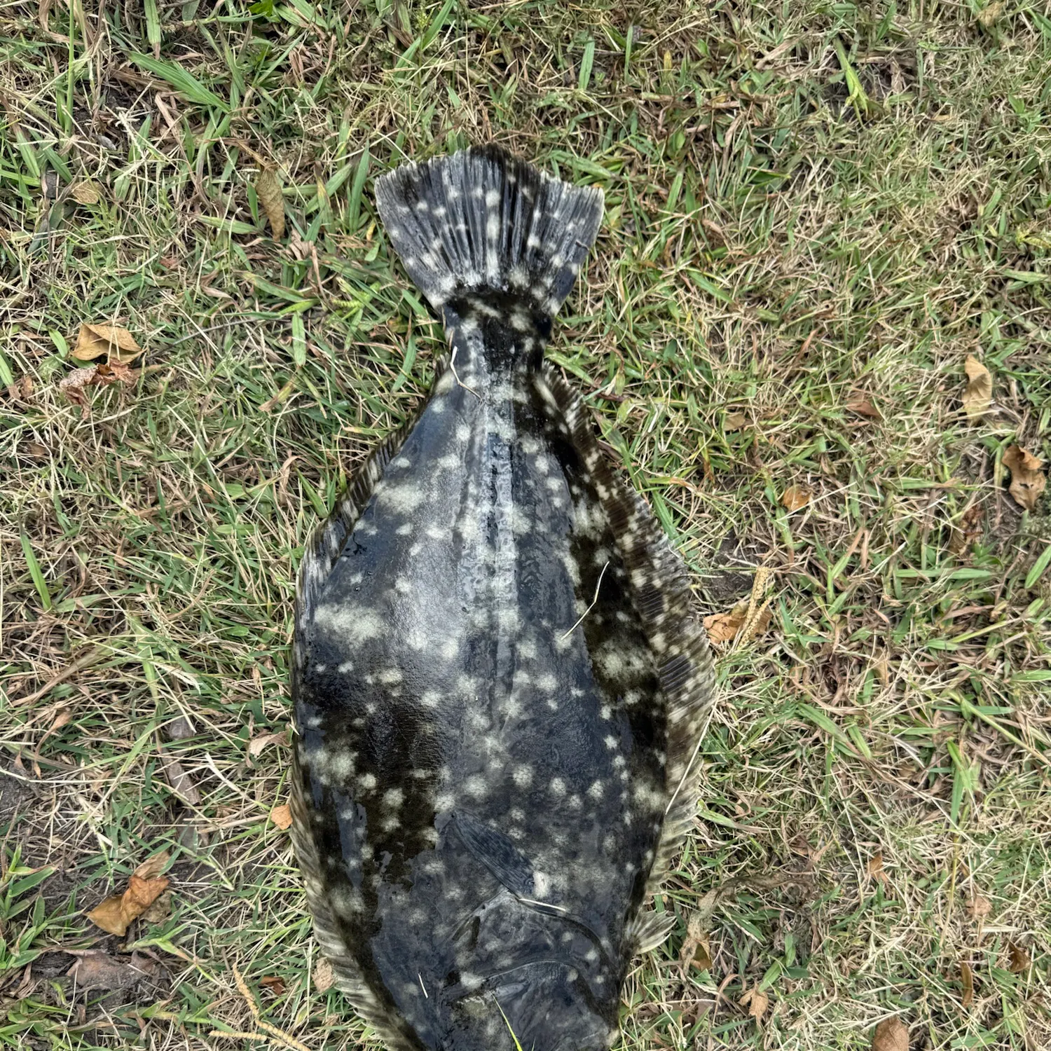 Summer flounder caught on Fishbrain