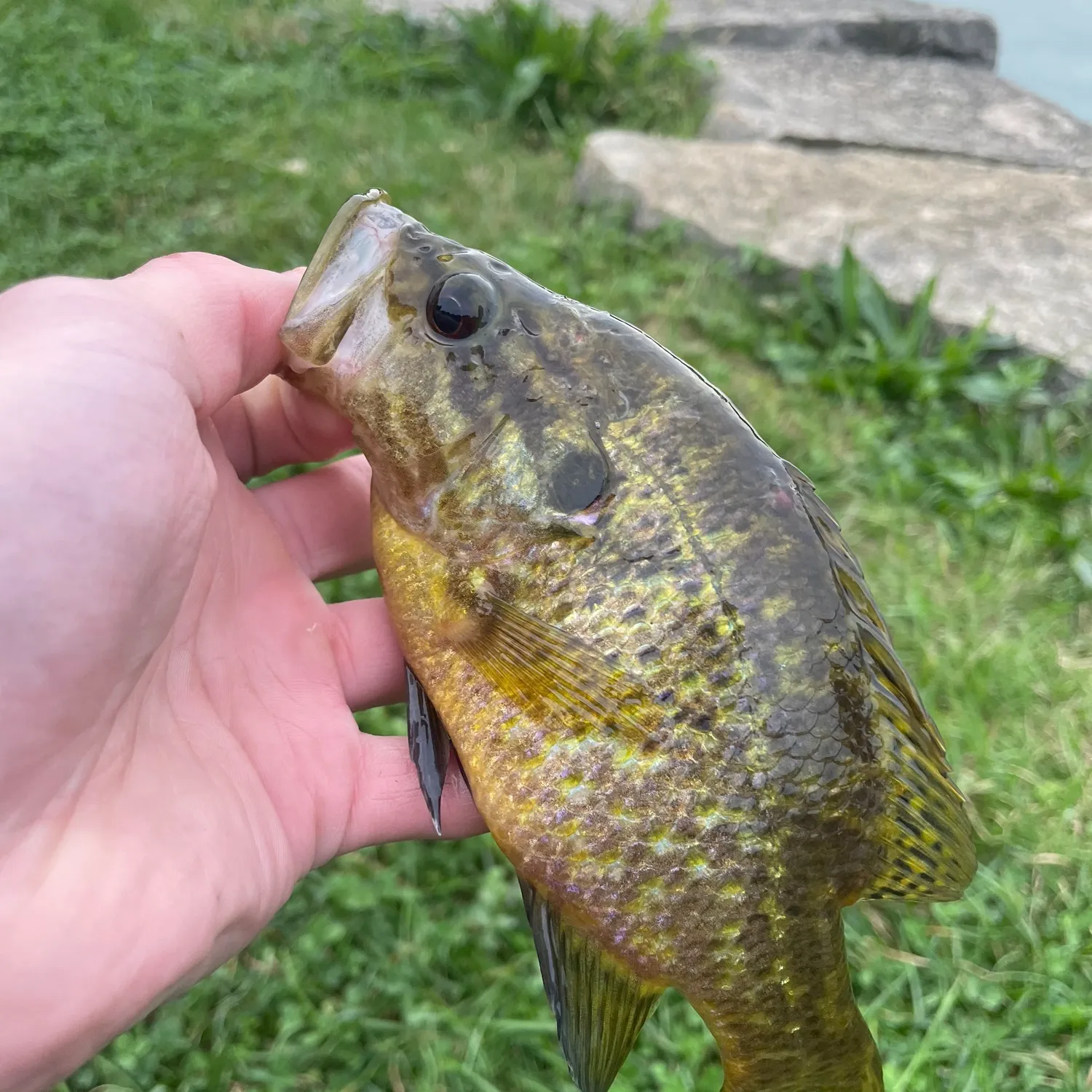 The most recent Warmouth catches on Fishbrain