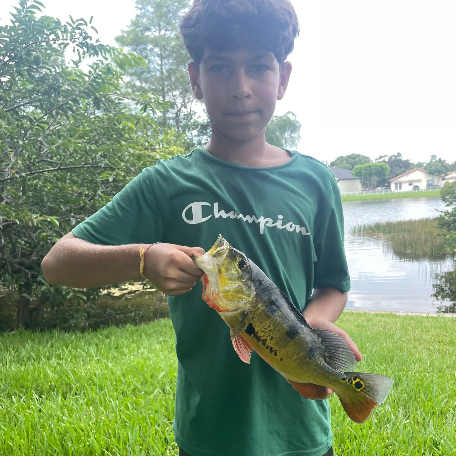 Butterfly peacock bass caught on Fishbrain