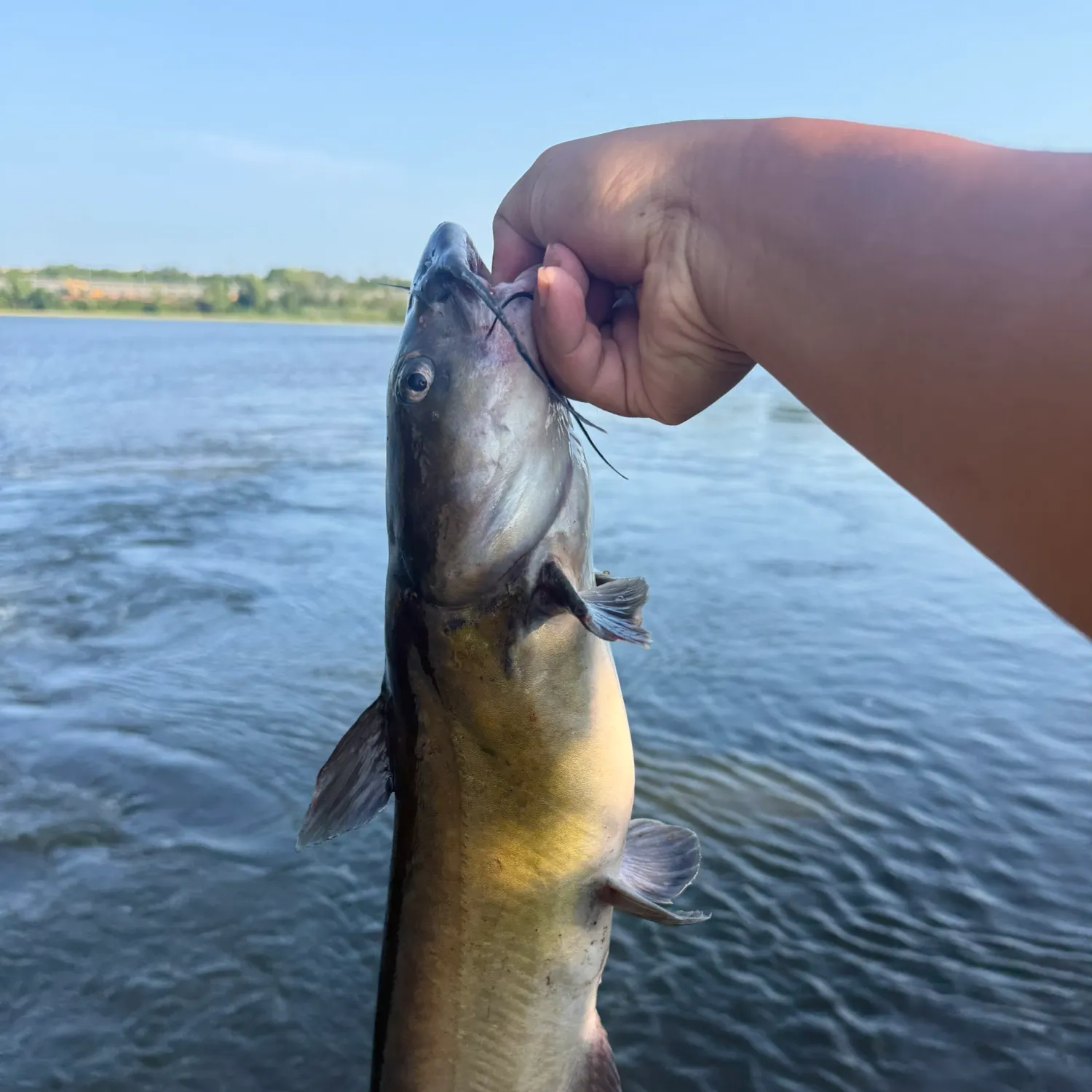 Channel catfish caught on Fishbrain