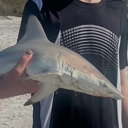The most recent Spinner shark catches on Fishbrain