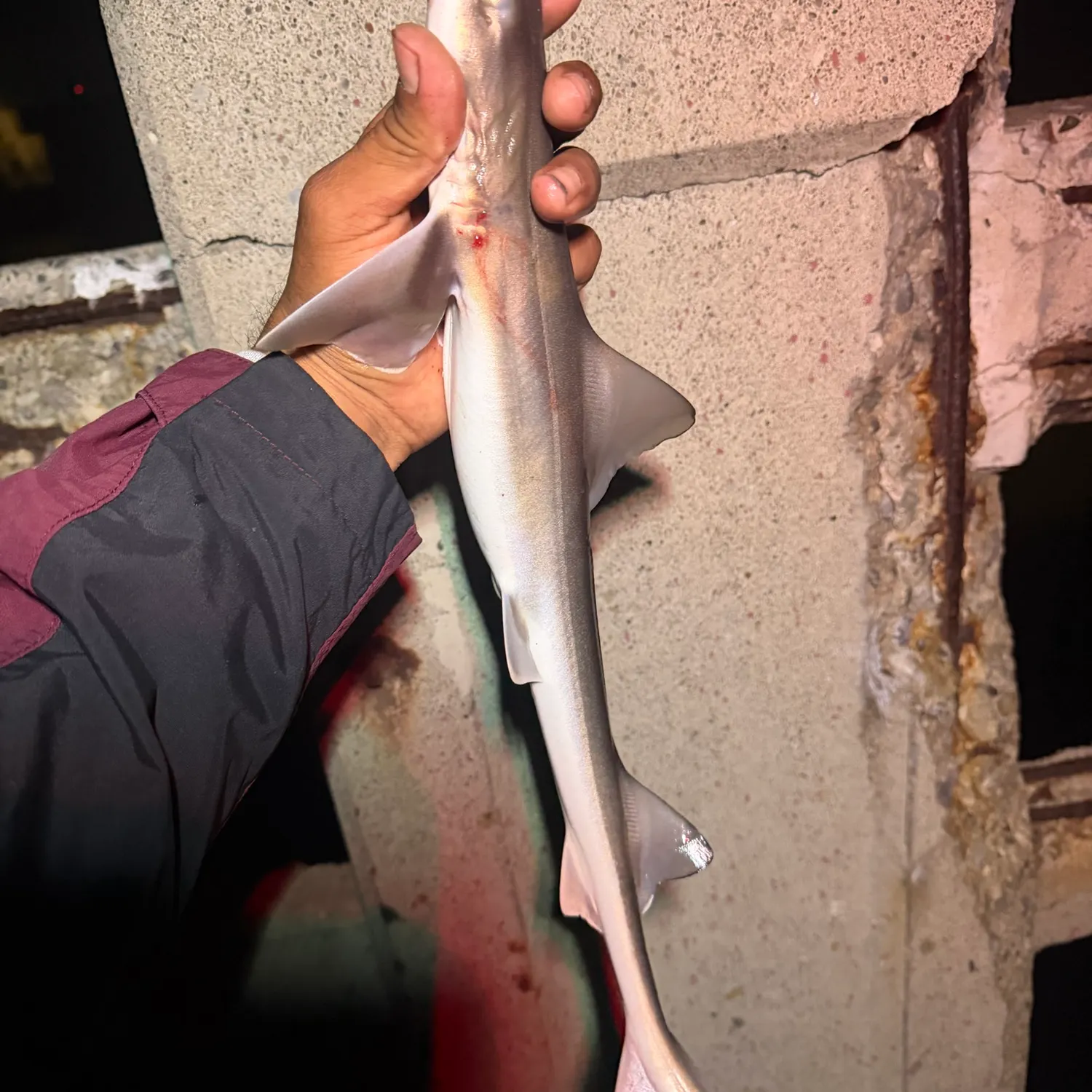 Grey smooth-hound caught on Fishbrain