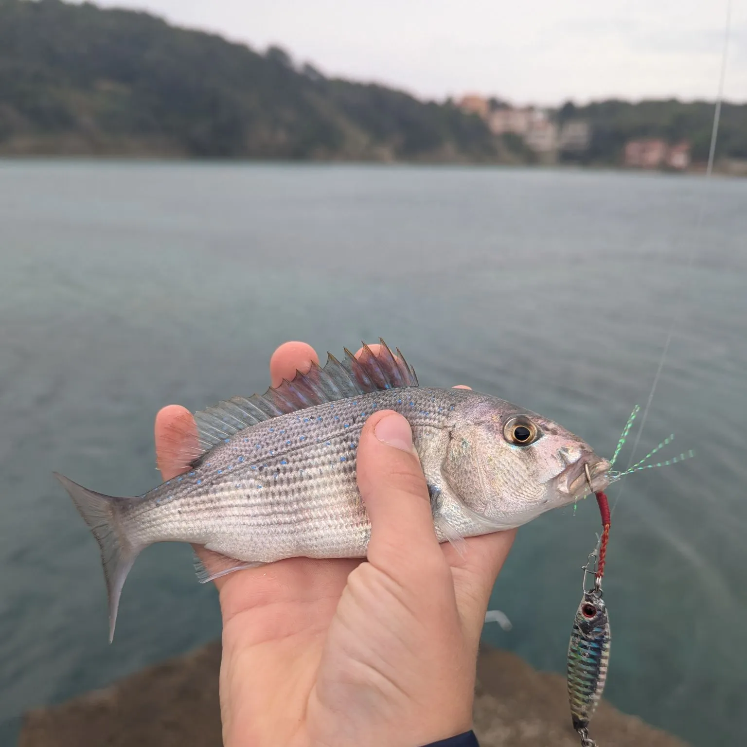 The most recent Common dentex catches on Fishbrain