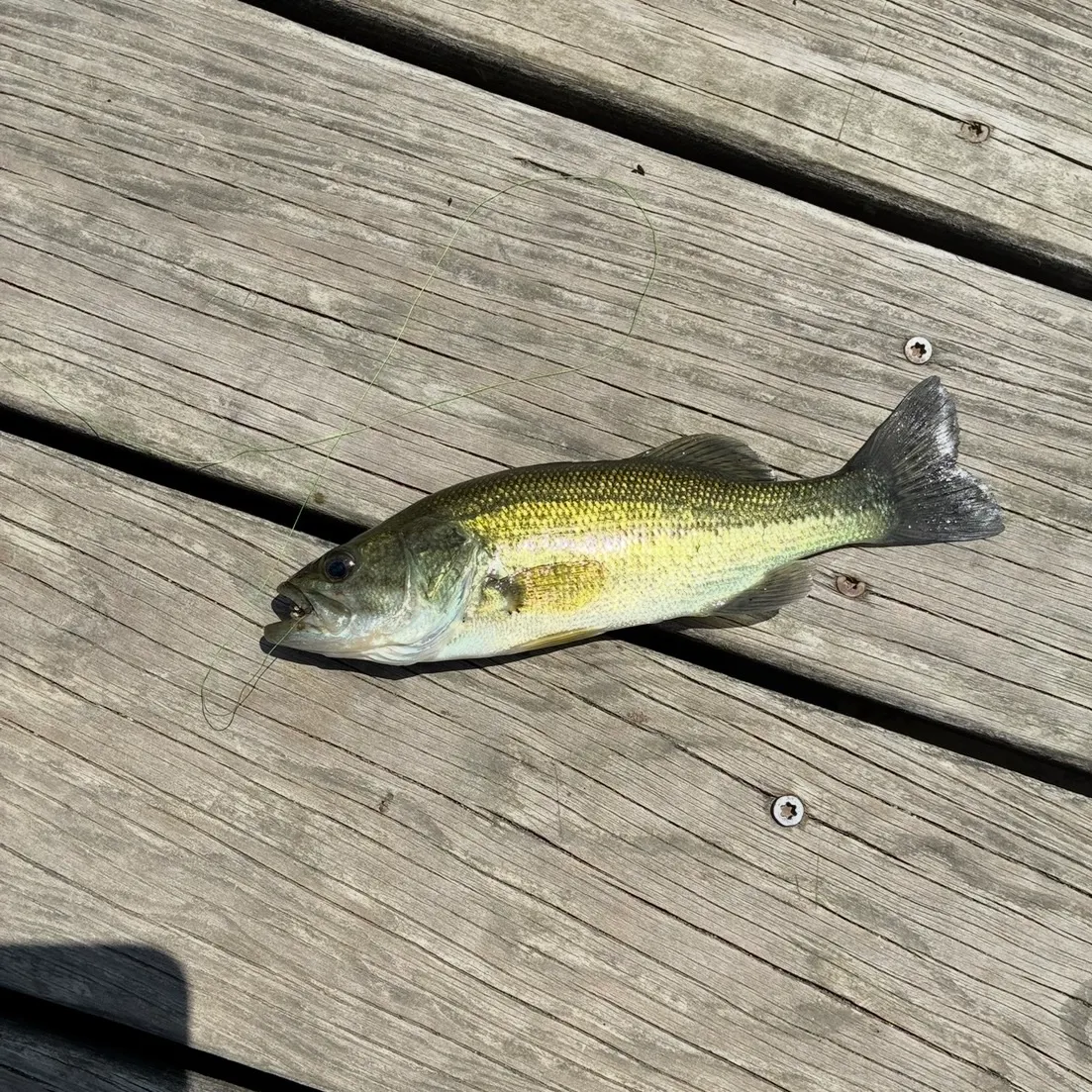 Largemouth bass caught on Fishbrain
